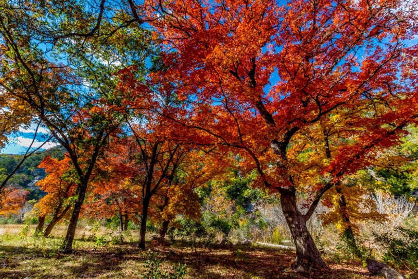 A Guide to Lost Maples State Natural Area, One of Texas' Most Stunning Parks