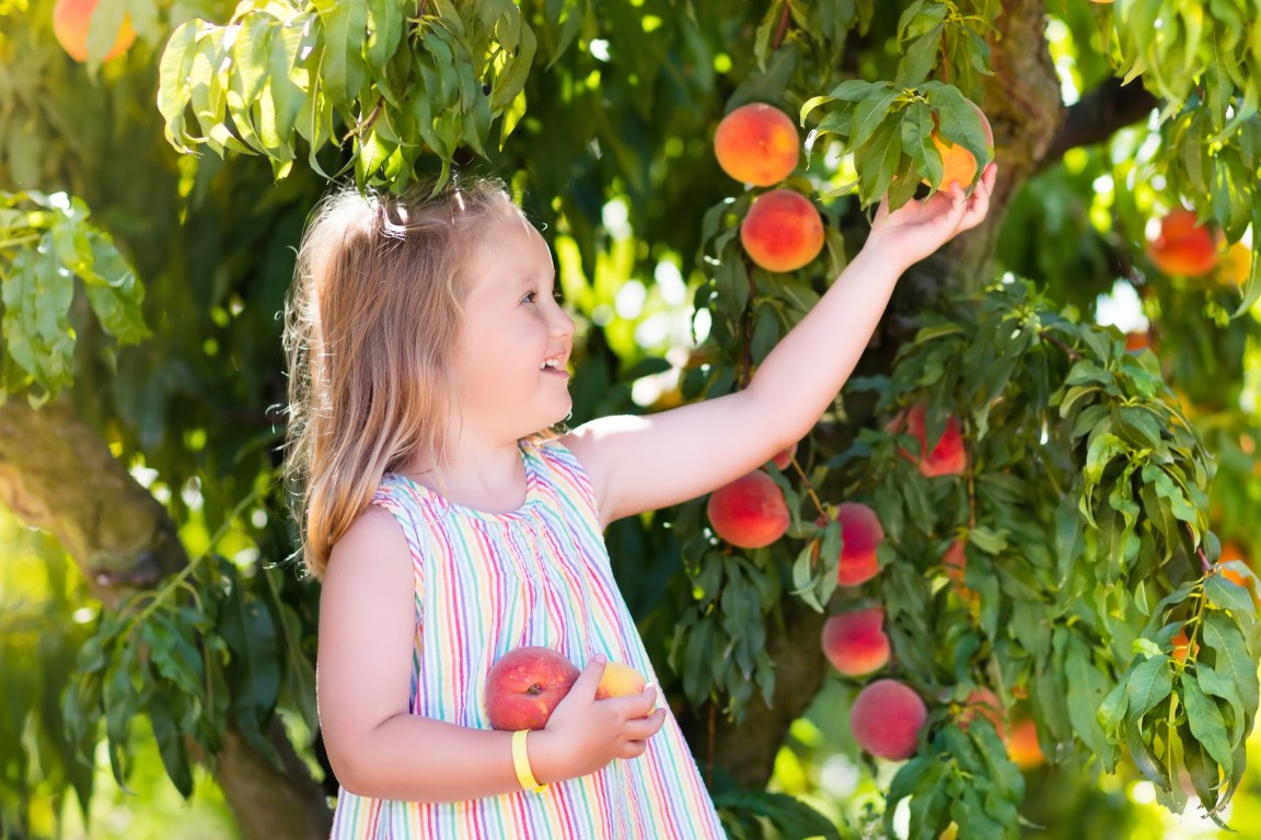Where to Pick Juicy Fredericksburg Peaches