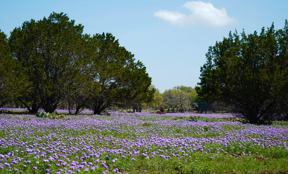Spring in Texas Hill Country: What to Expect