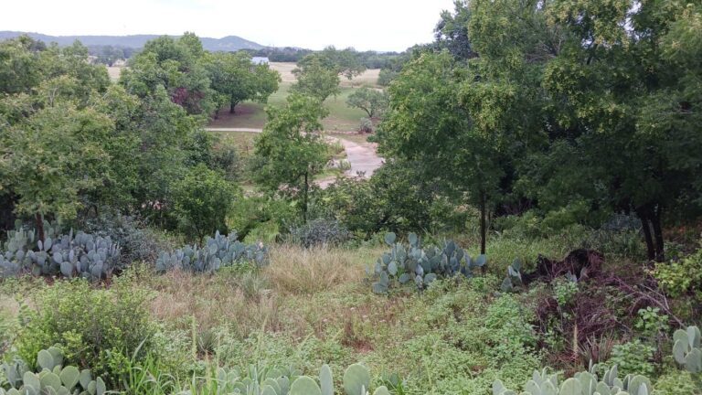 Response & Recovery from Texas Hill Country Flood (2025)