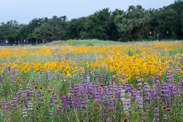 Enjoying Texas’ Wildflower Season