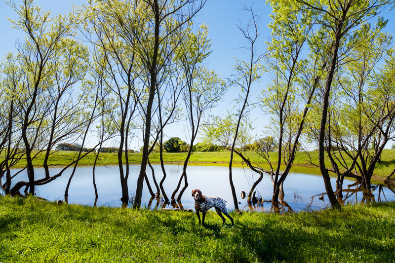 Pet Friendly callout