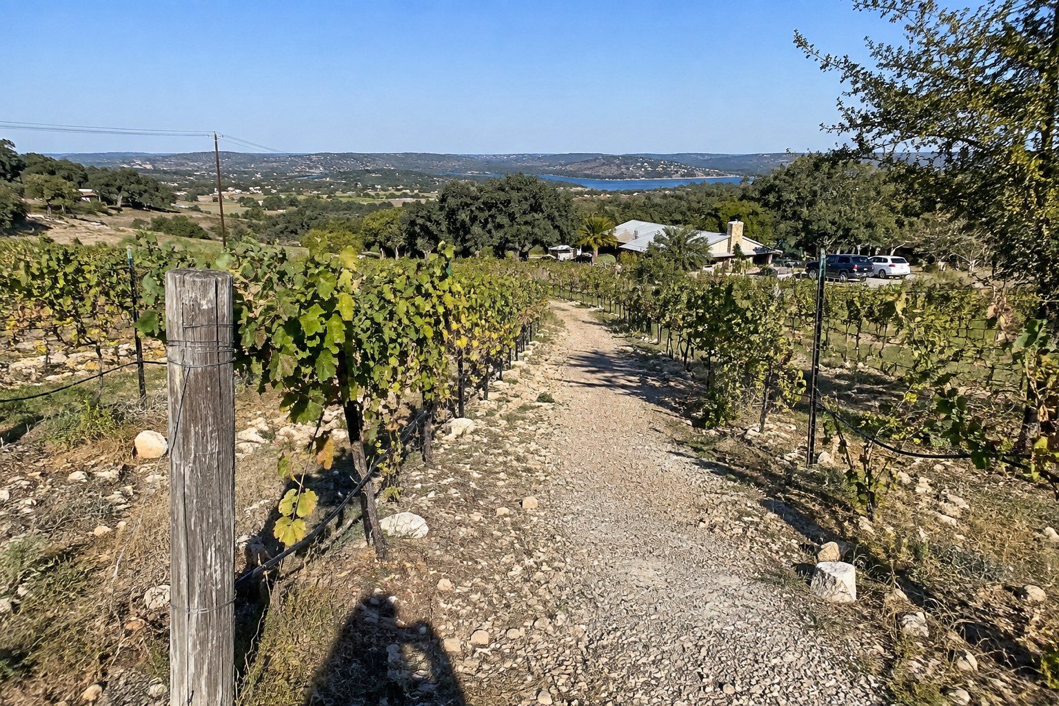 Hillside vineyard rows at a Texas Hill Country winery