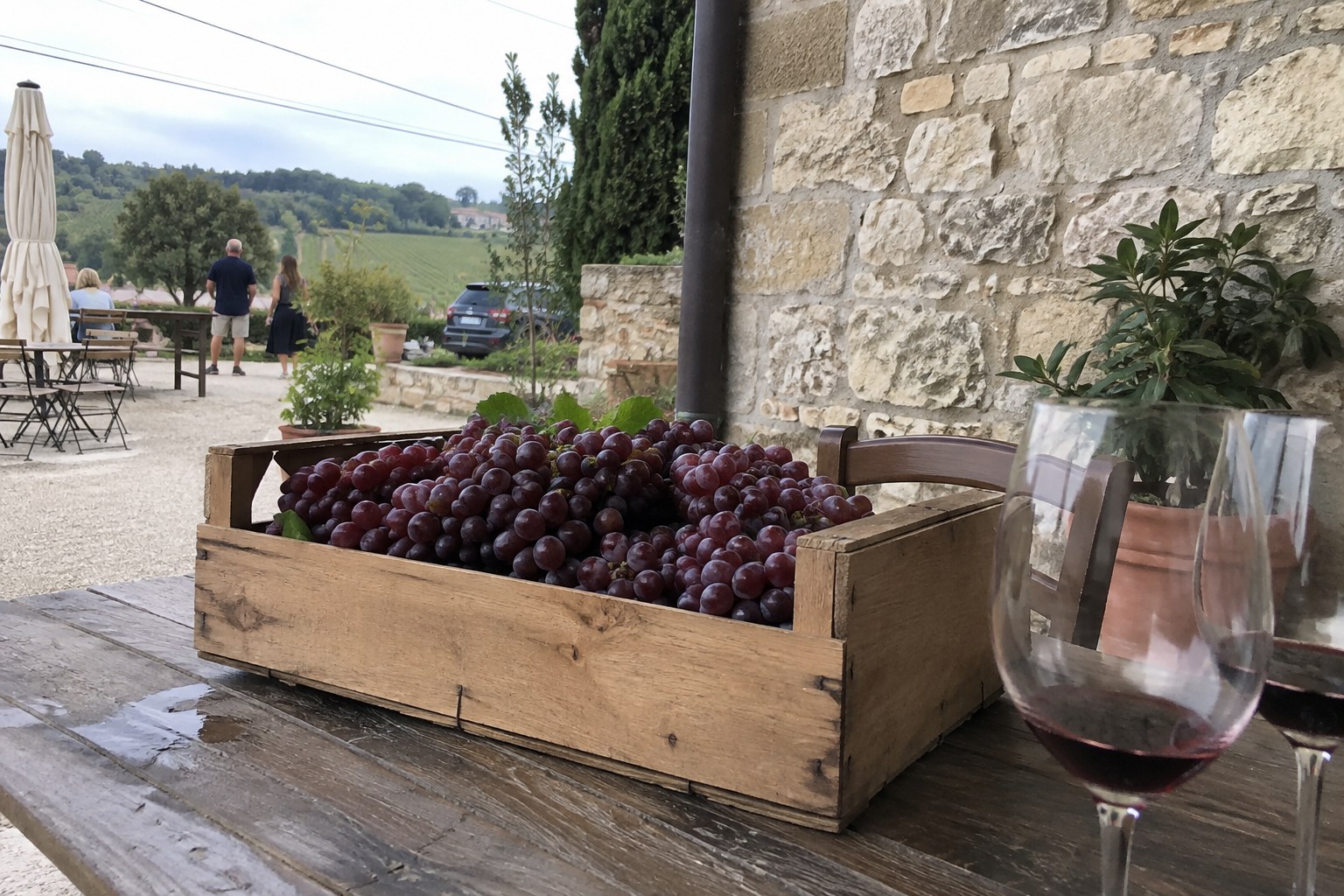 Crate of fresh wine grapes and glasses of red wine at harvest season